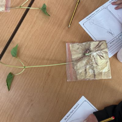 Growing Beans in a Bag